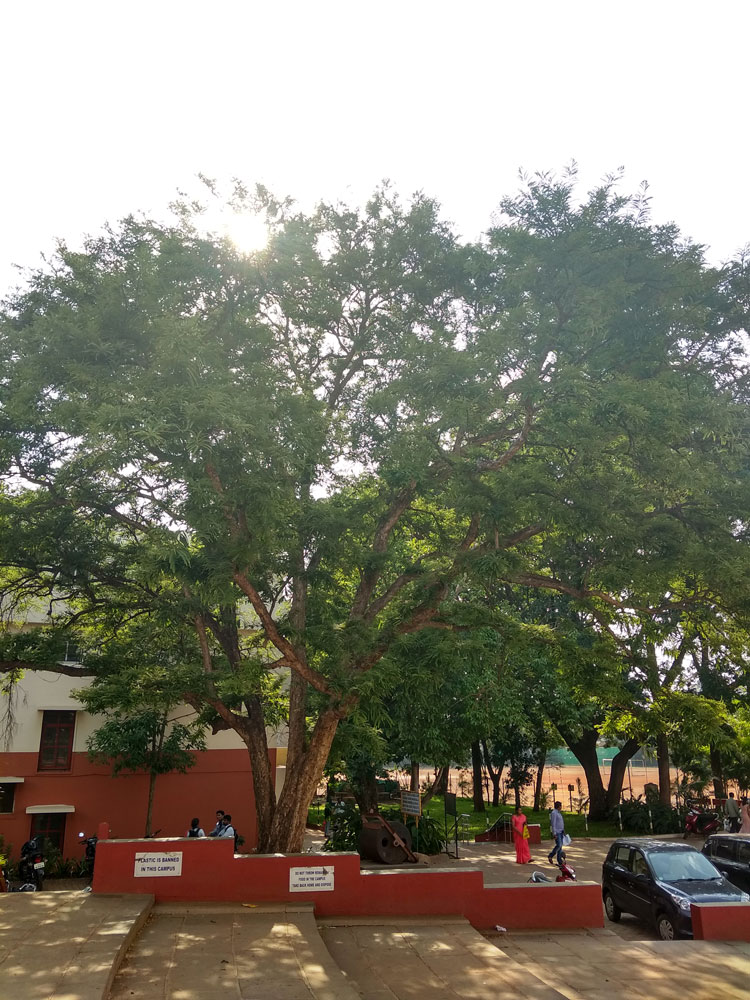 Amla - Indian Gooseberry Tree | Trees of Empress Botanical Garden