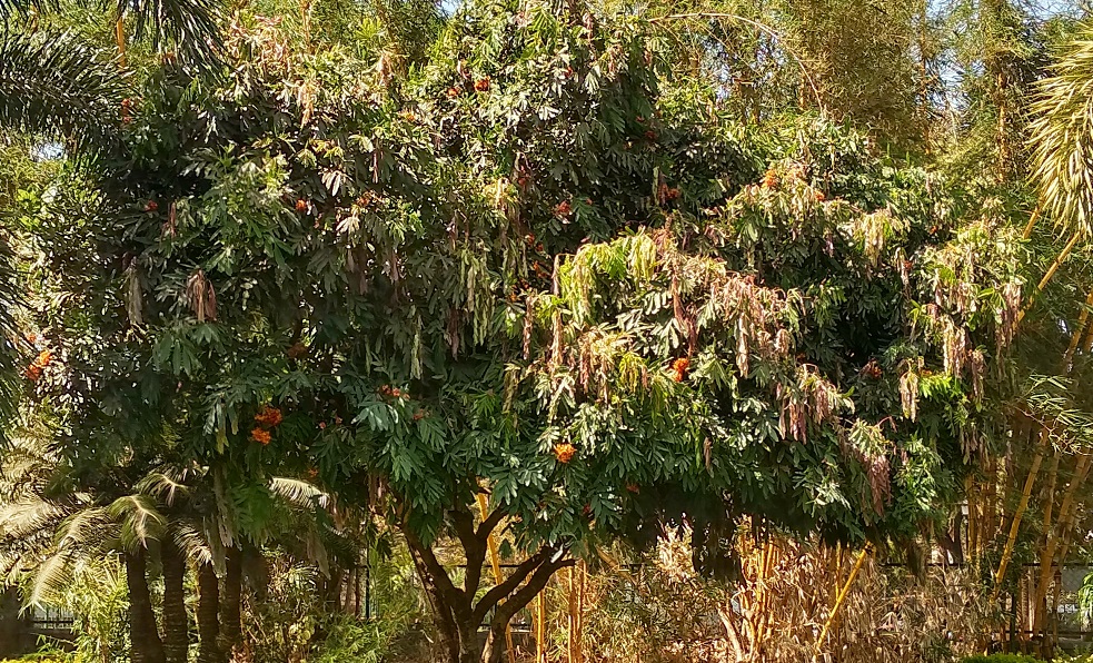 Home | Trees of Empress Botanical Garden